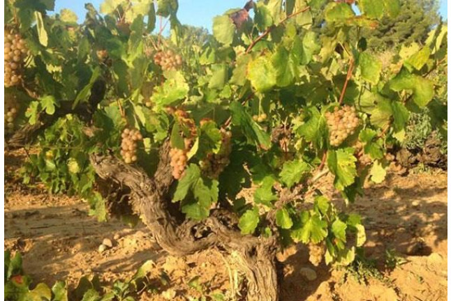 Visita a Bodega y Cata de 5 vinos con Maridaje en Bodegas Pinord (Vilafranca del Penedès, Barcelona)