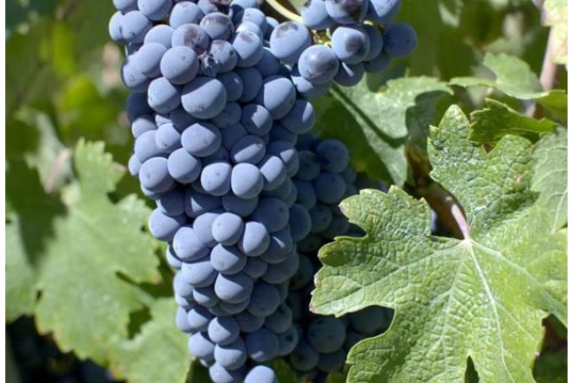 Visita Guiada a Bodega Jaume Serra con Cata de Cavas (Vilanova i la Geltrú, Barcelona)