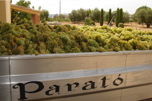 Visita a Celler Parató con Cata de Vinos para dos (El Pla del Penedès, Barcelona)