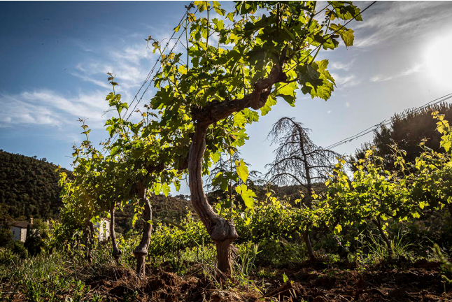 Visita Guiada al Celler Brugarol con Degustación de Vinos, Aceites y Productos B para dos en Finca Bell-Lloc (Palamós, Girona)