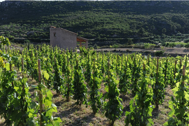 Visita al Celler Ficaria Vins con Cata de 3 Vinos para dos (La Figuera, Tarragona)