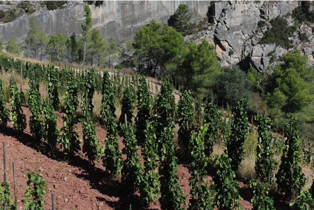 Visita al Celler Ficaria Vins con Cata de 3 Vinos para dos (La Figuera, Tarragona)