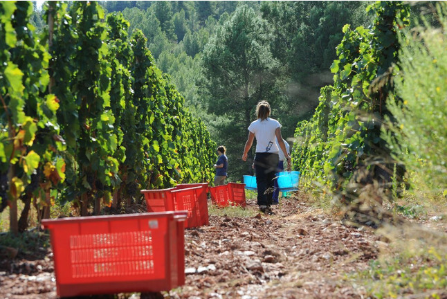 Visita al Celler Ficaria Vins con Cata de 3 Vinos para dos (La Figuera, Tarragona)