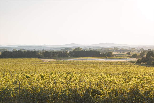 Visita a Celler Mas Geli con Cata de Vinos para dos (Pals, Girona)