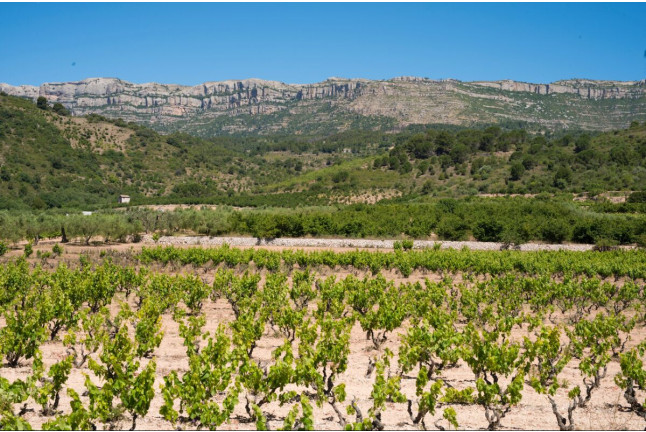 Celler Ronadelles - Cap de Ruc: Visita a Bodega con Cata de Vinos y Aquum Spa Estival Park para dos (Tarragona)