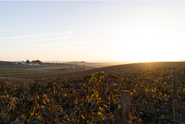 Visita a la Viña y a la Bodega con Almuerzo o Cena en Albariza de la Torre (Jerez de la Frontera, Cádiz)