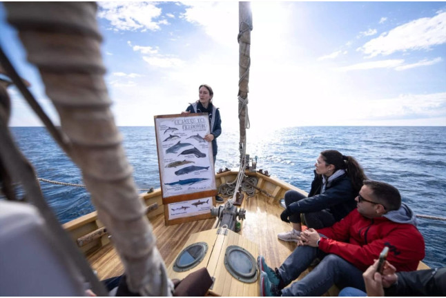 Ruta en Velero Tradicional con Avistamiento de Cetáceos y Fauna Marina (Barcelona)
