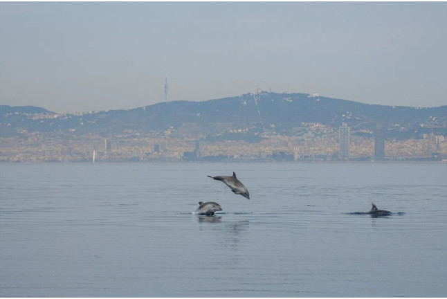 Ruta en Velero Tradicional con Avistamiento de Cetáceos y Fauna Marina (Barcelona)