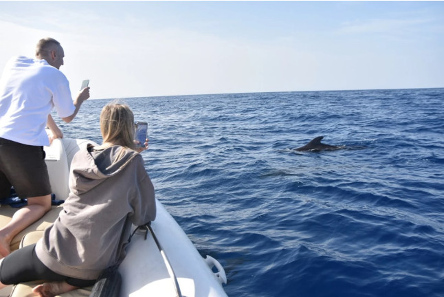 Avistamiento de Cetáceos Privado con Opción a Baño y Snorkel (Tenerife)