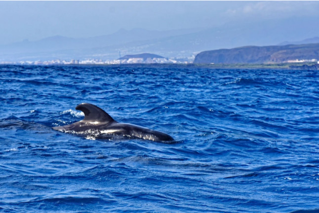 Avistamiento de Cetáceos Privado con Opción a Baño y Snorkel (Tenerife)