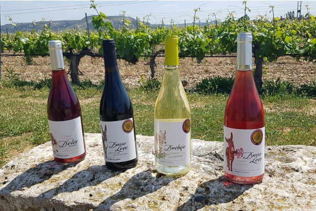 Visita Carredueñas a Concejo Bodegas con Cata de Vinos y Tapas (Valoria la Buena, Valladolid)