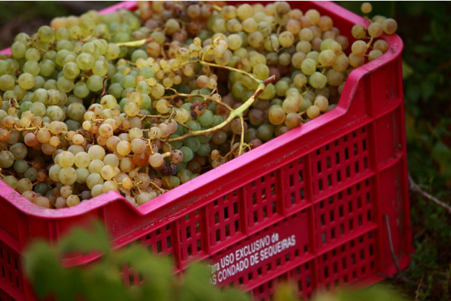 Visita a Bodega y Cata de Vinos para dos en Adegas Condado de Sequeiras de Ribeira Sacra (Chantada, Lugo) 