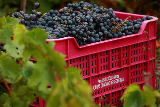 Visita a Bodega y Cata de Vinos para dos en Adegas Condado de Sequeiras de Ribeira Sacra (Chantada, Lugo) 