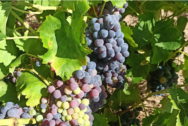 Visita a Bodega Cristo del Humilladero con Cata y Aperitivo para dos (Cadalso de los Vidrios, Madrid)