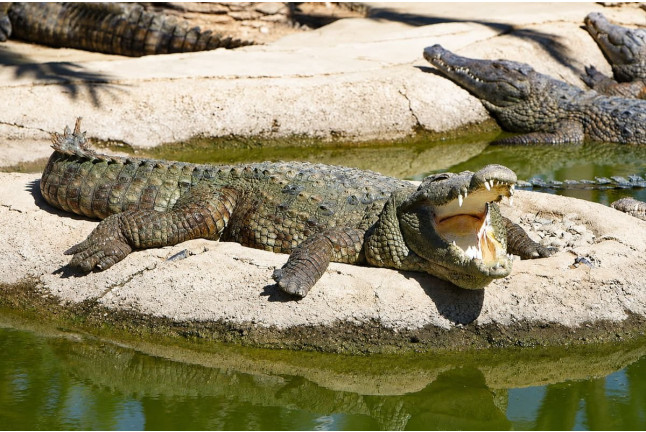 Entrada a Crocodile Park (Torremolinos, Málaga)