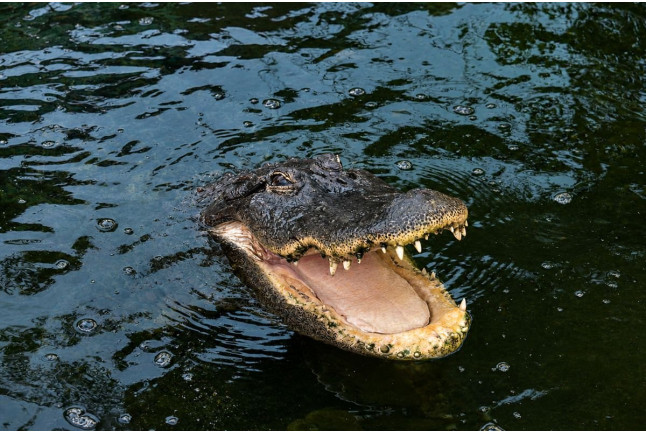 Entrada a Crocodile Park (Torremolinos, Málaga)