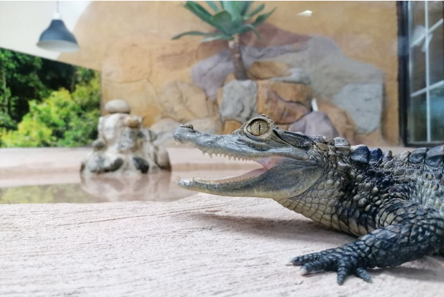 Entrada a Crocodile Park (Torremolinos, Málaga)