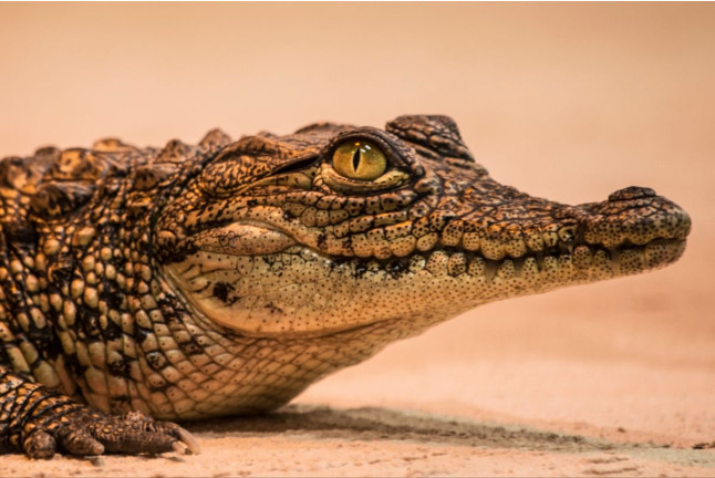 Entrada a Crocodile Park (Torremolinos, Málaga)