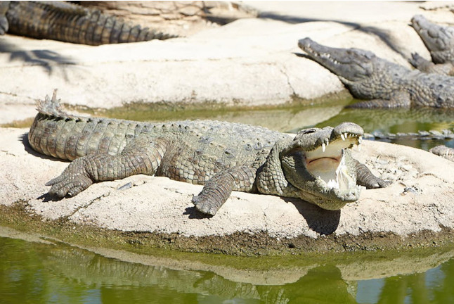 Entrada a Crocodile Park (Torremolinos, Málaga)