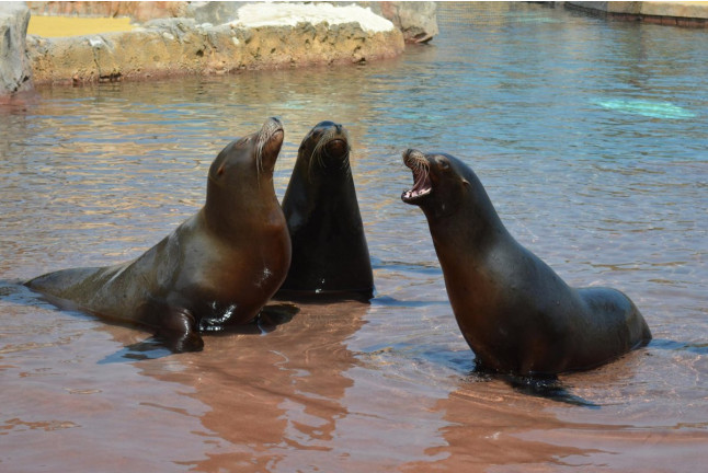 Cuidador de Leones Marinos en Aqua Natura Benidorm (Alicante)