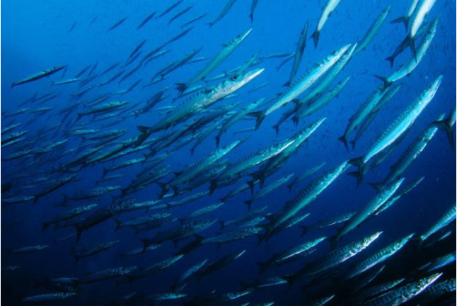 Curso de Iniciación al Buceo con Certificación PADI (Cabo de Palos, Murcia)