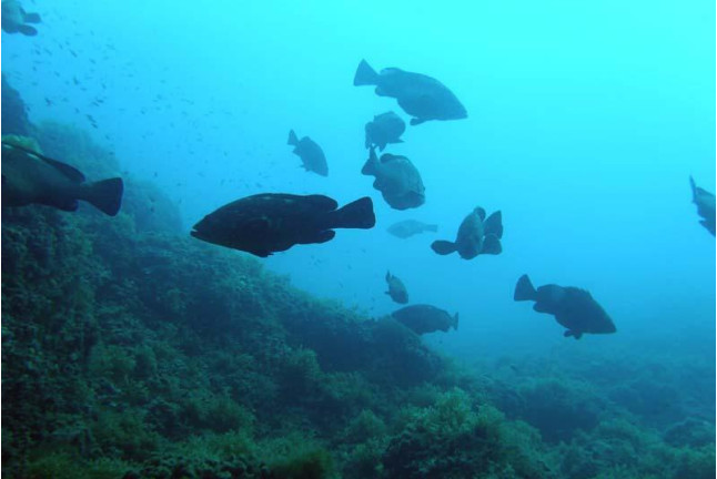 Curso de Iniciación al Buceo con Certificación PADI (Cabo de Palos, Murcia)