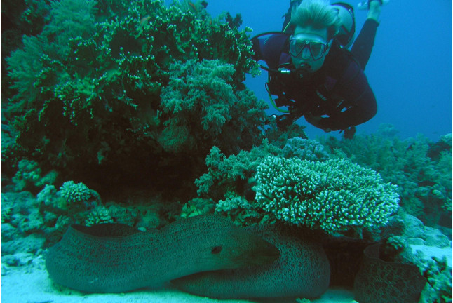 Curso de Buceo "Open Water Diver" (Málaga)