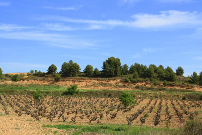 Visita-Curso de Enología y Degustación en Bodega para dos (Barcelona)