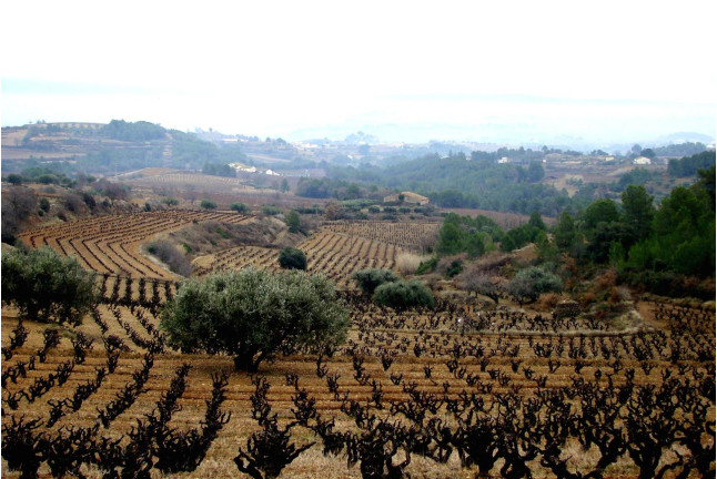 Visita-Curso de Enología y Degustación en Bodega para dos (Barcelona)