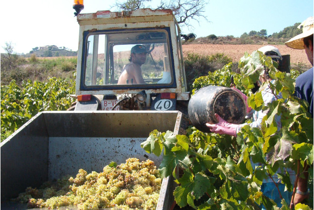 Visita-Curso de Enología y Degustación en Bodega para dos (Barcelona)
