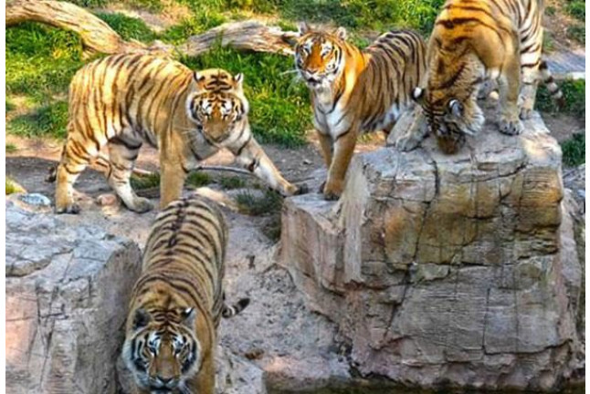 Cuidador por un Día y Entrada a Terra Natura Benidorm (Alicante)