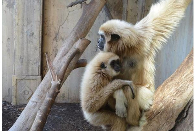 Cuidador por un Día y Entrada a Terra Natura Benidorm (Alicante)