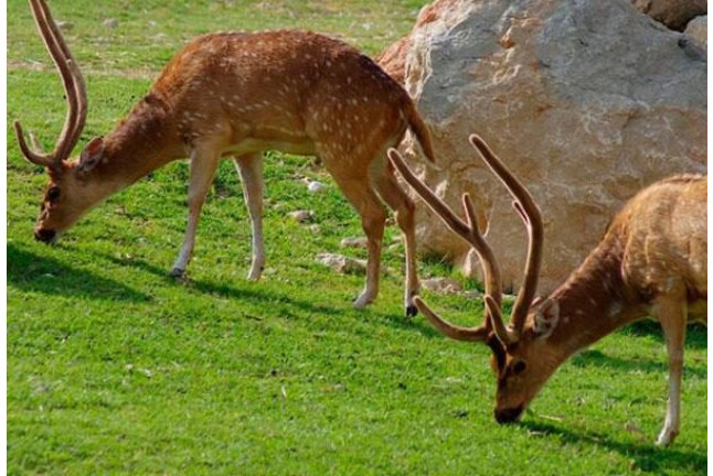 Cuidador por un Día y Entrada a Terra Natura Benidorm (Alicante)