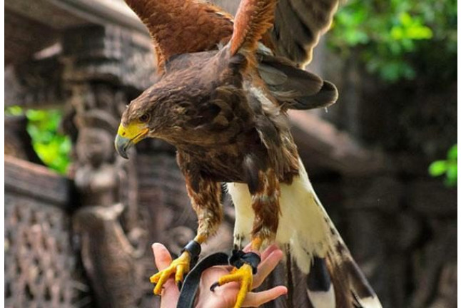 Cuidador por un Día y Entrada a Terra Natura Benidorm (Alicante)