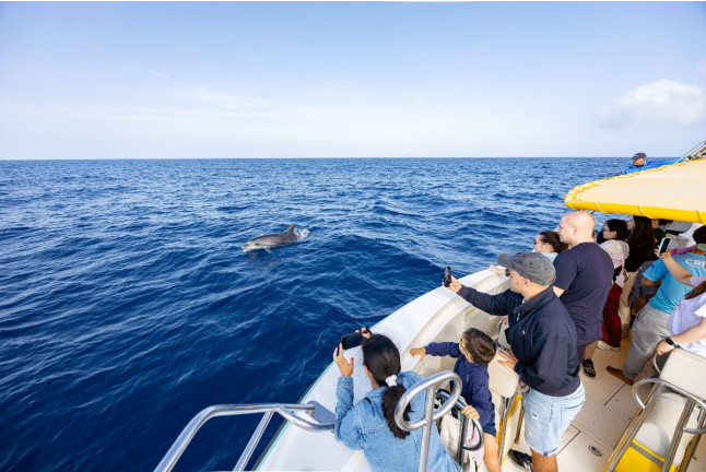 Dolphin Experience: Navegación con Avistamiento de Delfines (Mallorca)