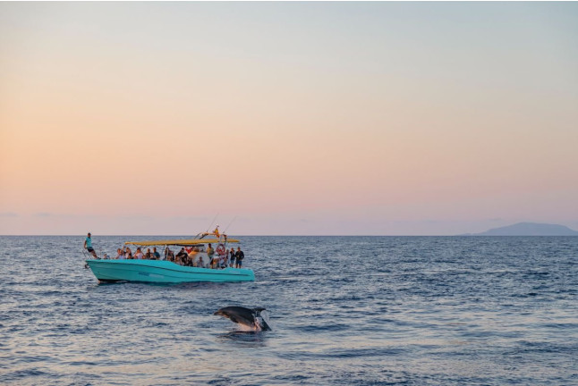 Dolphin Experience: Navegación con Avistamiento de Delfines (Mallorca)