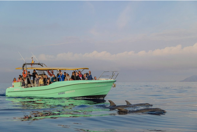 Dolphin Experience: Navegación con Avistamiento de Delfines (Mallorca)