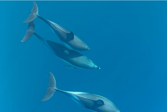 Paseo en Barco con Avistamiento de Delfines, Snorkel y Bebidas (Benalmádena, Málaga)