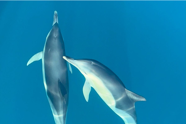 Paseo en Barco con Avistamiento de Delfines, Snorkel y Bebidas (Benalmádena, Málaga)