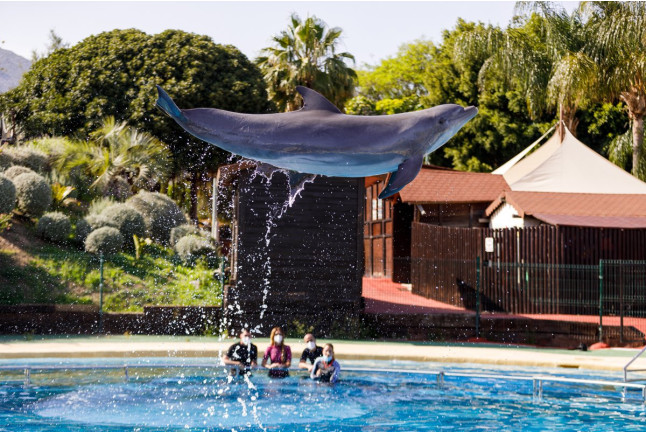 Encuentro con Delfines en Selwo Marina Delfinarium (Málaga)