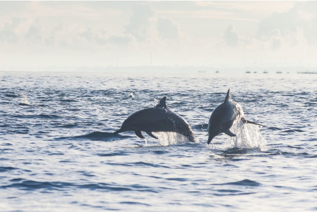 Dolphin Trip: Avistamiento de Delfines en Barco (Fuengirola, Málaga)