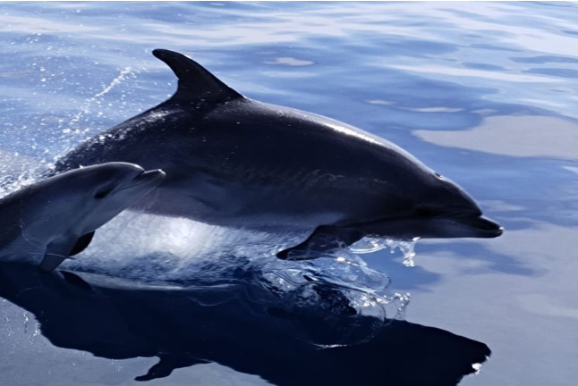 Dolphin Trip: Avistamiento de Delfines en Barco (Fuengirola, Málaga)