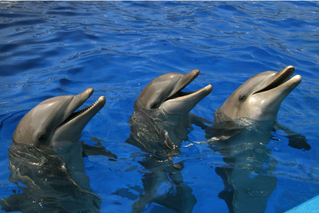 Pasaporte Animalia: Encuentro con Delfines y Leones Marinos con Entrada al Oceanogràfic (Valencia)