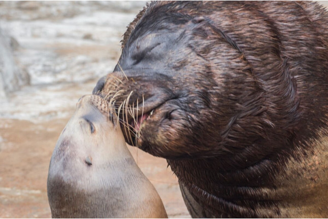 Pasaporte Animalia: Encuentro con Delfines y Leones Marinos con Entrada al Oceanogràfic (Valencia)