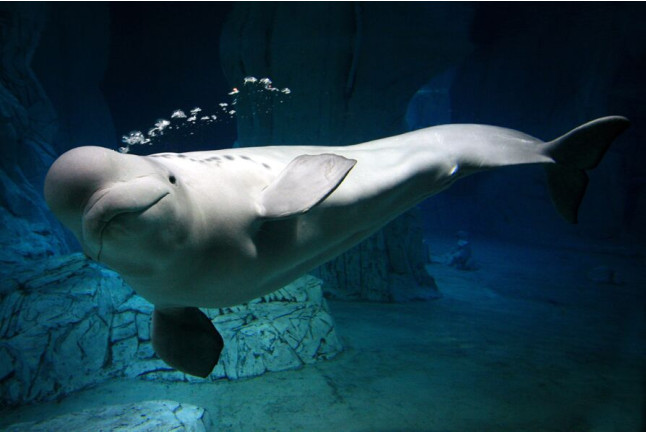 Pasaporte Animalia: Encuentro con Delfines y Leones Marinos con Entrada al Oceanogràfic (Valencia)
