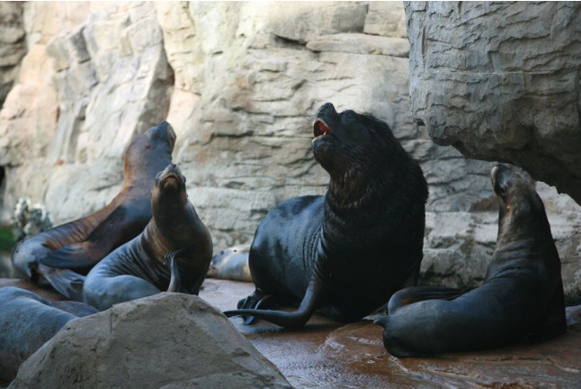 Pasaporte Animalia: Encuentro con Delfines y Leones Marinos con Entrada al Oceanogràfic (Valencia)