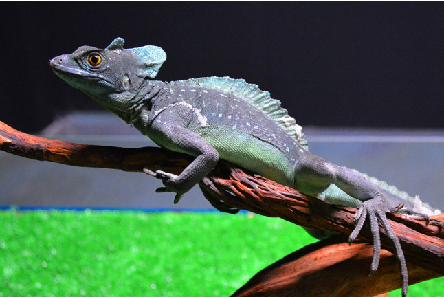 Discovery Reptiles: Visita Interactiva para ver Reptiles y Artrópodos y Entrada a Terra Natura (Benidorm, Alicante)