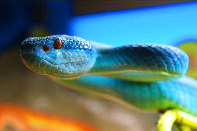 Discovery Reptiles: Visita Interactiva para ver Reptiles y Artrópodos y Entrada a Terra Natura (Benidorm, Alicante)