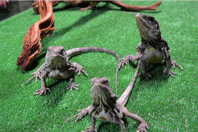 Discovery Reptiles: Visita Interactiva para ver Reptiles y Artrópodos y Entrada a Terra Natura (Benidorm, Alicante)