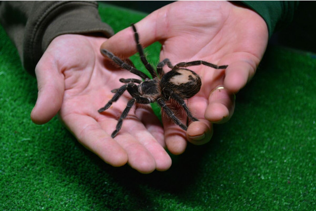 Discovery Reptiles: Visita Interactiva para ver Reptiles y Artrópodos y Entrada a Terra Natura (Benidorm, Alicante)